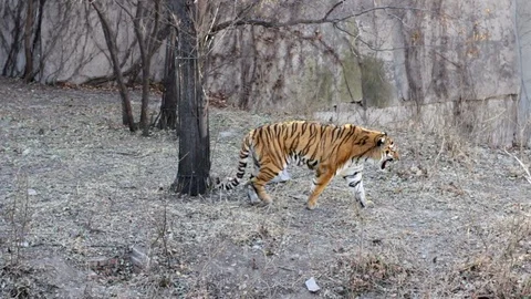 Tiger Walking in Slow Motion Stock Footage 120668504
