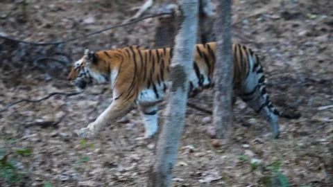 Tiger walking on a small hill in Pench national park Stock Footage 331936783