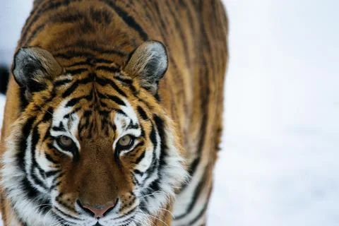 Tiger walking in the snow Stock Photos
