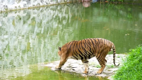 Tiger walking on a stone path near a pond. Vídeo Stock 335826824