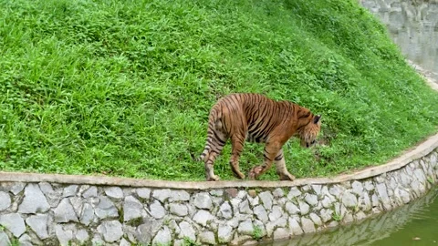 Tiger walking on a stone path near a pond. Stock-Footage 335826830