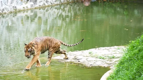 Tiger walking on a stone path near a pond. Stock-Footage 335826832
