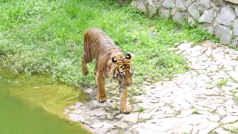 Tiger walking on a stone path near a pond. 스톡 동영상 336522545