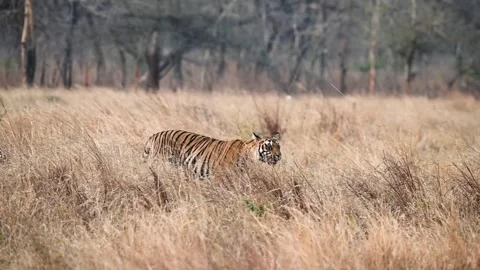 Tiger walking through the dry grass of Tadoba national park Stock Footage 274062813