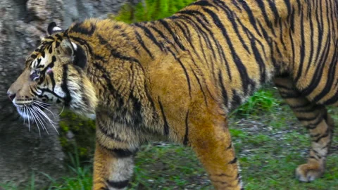 Tiger walking through the grass Stock-Footage 147183145