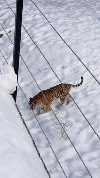 Tiger Walking Through Snow in a Controlled Habitat at a Wildlife Sanctuary Stock Photos