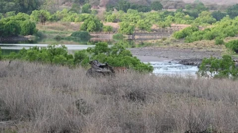 Tiger walking through the tall dry grass on Panna national park Video stock 335694373