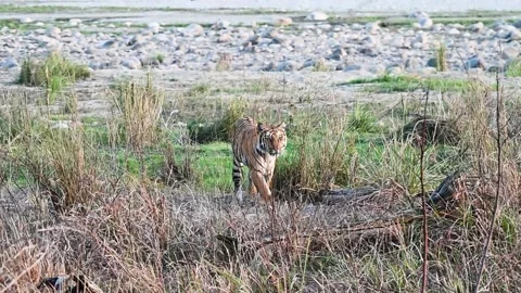 Tiger walking through the tall grass of Tadoba national park Stockbeeldmateriaal 333676214