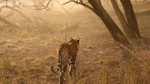 Tiger walking through trees in india Stock Footage 118876333