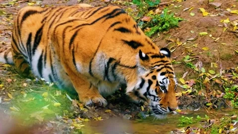 Tiger Walking Through Water Stock Footage 323146199