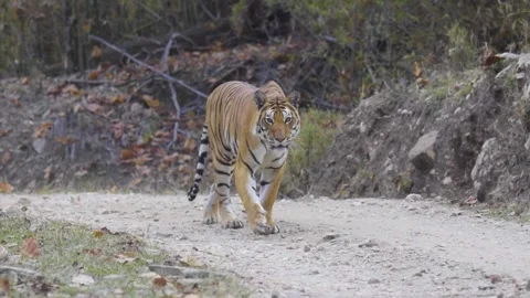 Tiger walking towards the camera in Kanha Tiger Reserve Stock Footage 145245149