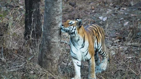 Tiger walking up to a tree and scent marking in Pench national park 스톡 동영상 331936778