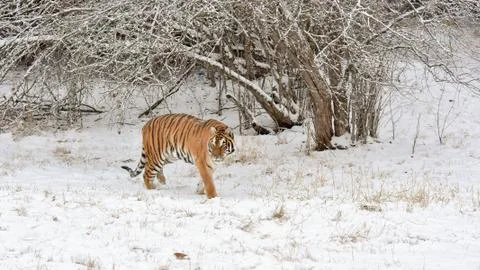 Tiger Walking under Arched Trees in Winter Snow Stock Photos