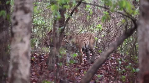 Tiger walking under the overcast sky in Kanha national park Stock Footage 313197139