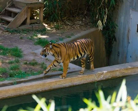 Tiger walking on a wall Stock Photos