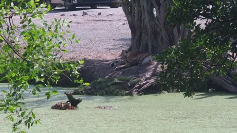 Tiger Walking in Water Trying To Cool Off On A Hot Summers Day Vídeos de archivo 242764170