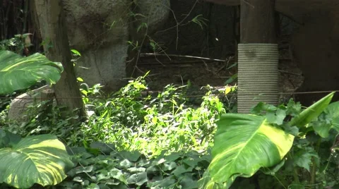 Tiger walking in the zoo. Stock Footage 61455528