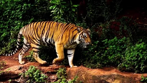 Tiger walking in the zoo Stock Footage 277780780
