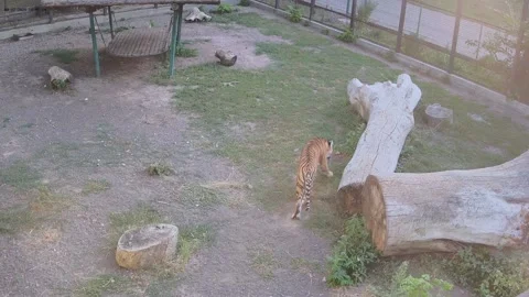 The tiger walks alone in the cage Stock Footage 159220271