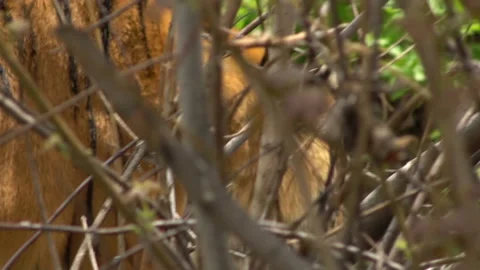 Tiger walks in the bushes Stock Footage 153752420