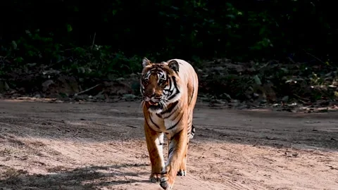 Tiger walks elegantly while the dust flows around him in Corbett national park 스톡 동영상 296314524
