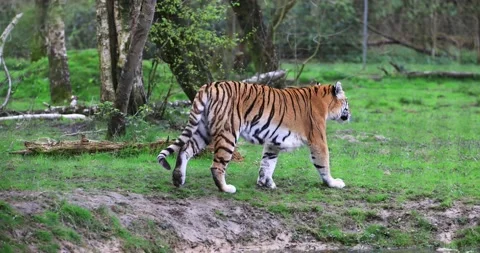 A tiger walks in the forest Stock Footage 177084154