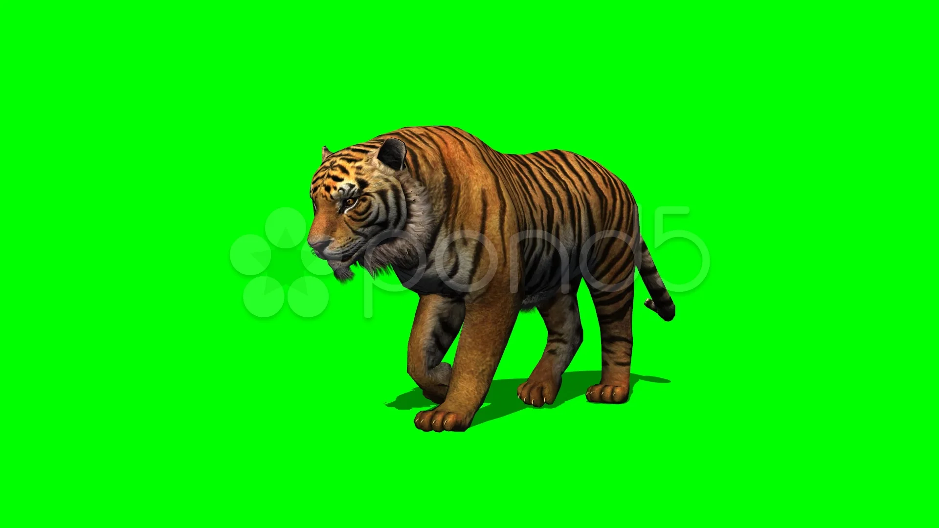 tiger walks on green screen | Stock Video | Pond5