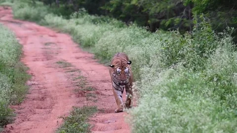 Tiger walks a lazy walk down the safari trail of Bandipur national park Stock-Footage 283896740