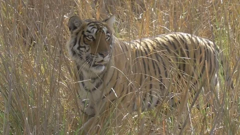 Tiger walks in the nature Stock Footage 73758215
