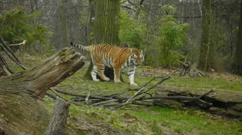 Tiger walks over Stock Footage 366096