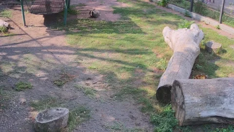 The tiger walks on a piece of log, sniffs it and rubs against it Stock Footage 160106541