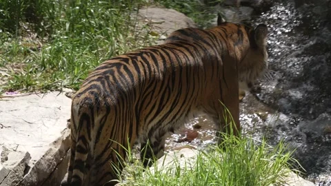 Tiger walks in stream and jumps slow motion Stock Footage 151494826