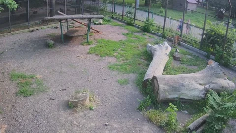 The tiger walks through the aviary and observes people Stock Footage 156493157