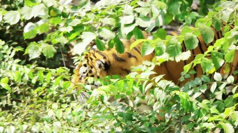 Tiger walks through the bushes Stock-Footage 146605229