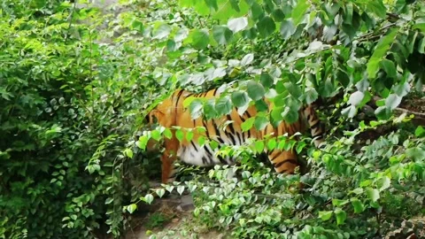 Tiger walks through the bushes Stock Footage 146605241