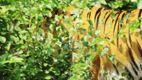 Tiger walks through the bushes Stock-Footage 146605285