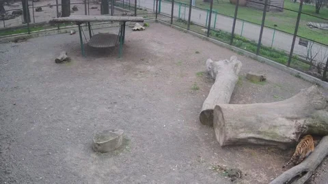 The tiger walks through the cage waiting for the second tiger to come out Stock Footage 152387947