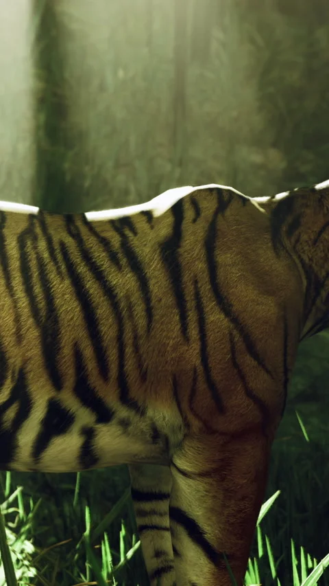 Tiger walks through the forest under sunlight in a natural environment Stock Footage 330267351