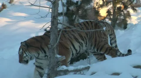 Tiger walks through snow Stock Footage 21526061