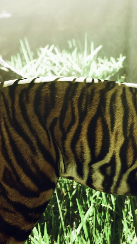 Tiger walks through tall grass in a sunny forest setting during the day Stock Footage 332218633