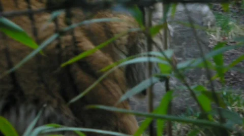 Tiger walks by in woods Stock Footage 366077