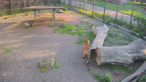 The tiger wanders alone in the cage Stock Footage 154589325