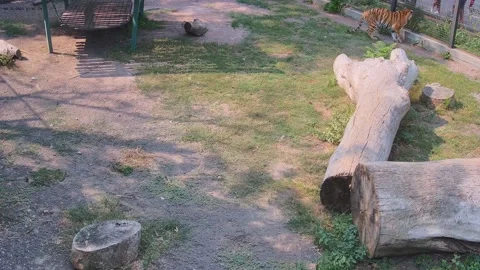 The tiger wanders along the cage watching people Stock Footage 159961563