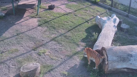 The tiger wanders around the cage and eats grass Stock Footage 160419558