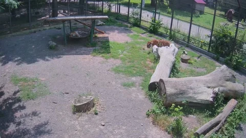 A tiger wanders lonely in the cage while another wolf sleeps in the shade Stock Footage 156596715