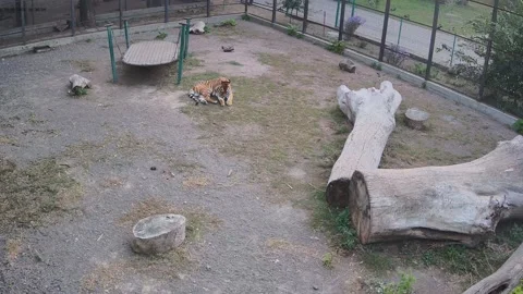 Tiger washes its paws on the lawn Stock Footage 163356142
