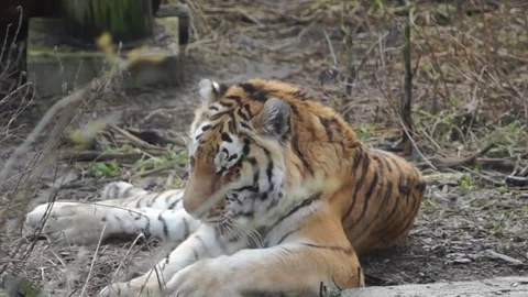 Tiger is washing Video stock 85069782