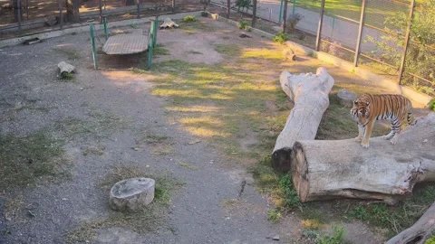 A tiger is watching another tiger from a log Stock Footage 162732272