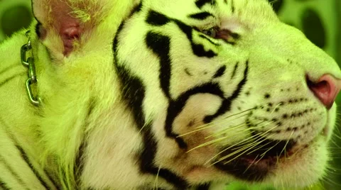 Tiger watching. Stock Footage 48560544