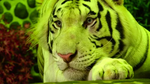 Tiger watching. Stock Footage 48561713
